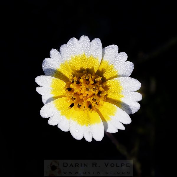 "Good Morning, Sunshine" [Tidy-tip Wildflower Near San Simeon, California]