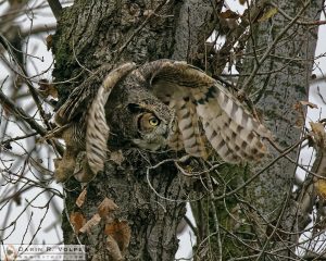 Great Horned Owl, Merced National Wildlife Refuge - Merced, California