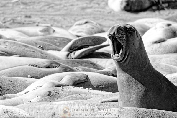 "Hear Me Roar" [Female Elephant Seal At Piedras Blancas Elephant Seal Rookery, San Simeon, Ca]