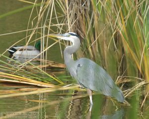 Heron at Cloisters Park - Morro Bay, California