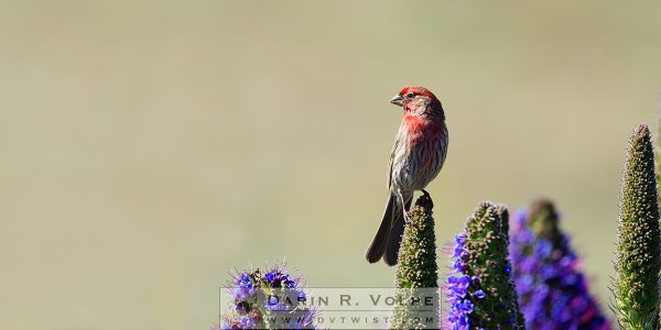 "Hollywood Finch" [House Finch In San Simeon, California]