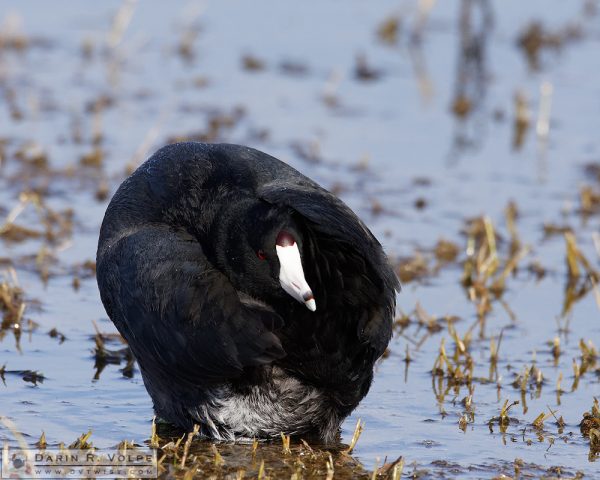 "If You Can't Beat 'Em, Join 'Em" [American Coot at Merced National Wildlife Refuge, California]