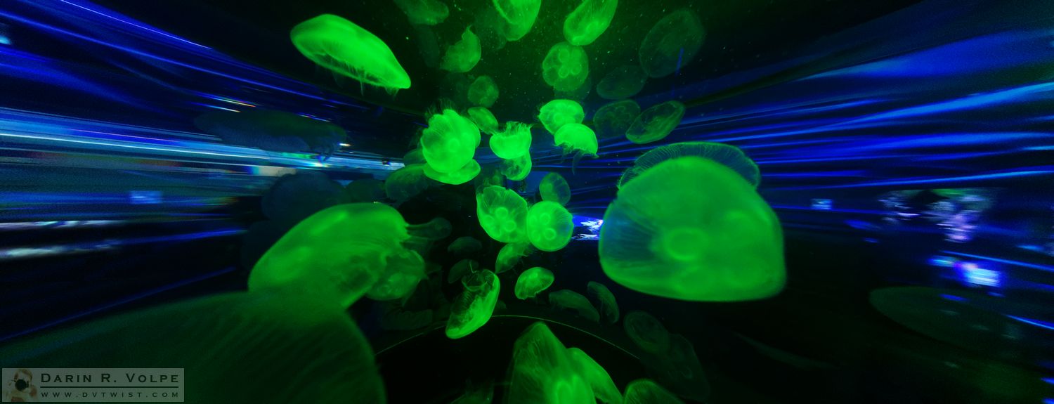"Invasion" by Darin Volpe - Moon Jellyfish At California Academy Of Sciences, San Francisco