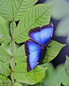 "Iridescence" by Darin Volpe - Blue Morpho Butterfly At California Academy Of Sciences, San Francisco