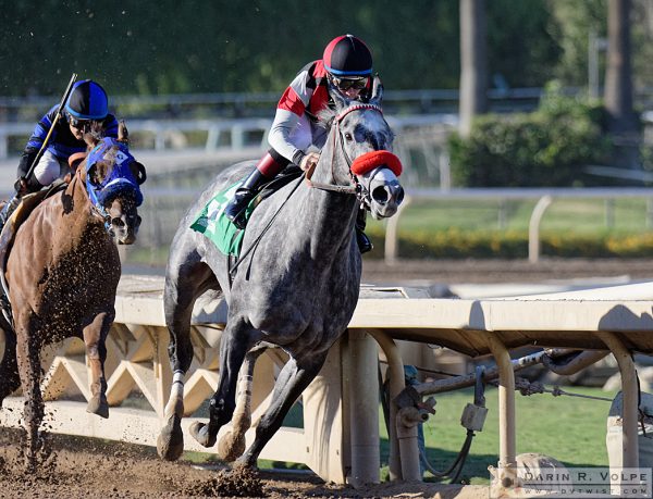 "Jockeying For Position" [Horse Race At Santa Anita Park, California]