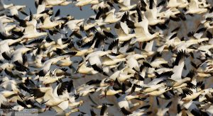 "Let's Get the Flock Outta Here!" [Ross's Geese at Merced National Wildlife Refuge, California]