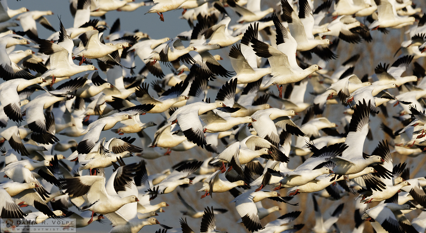 "Let's Get the Flock Outta Here!" [Ross's Geese at Merced National Wildlife Refuge, California]