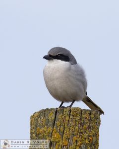 "Lichen This Post" [Loggerhead Shrike at San Luis National Wildlife Refuge, California]