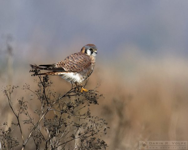 "Li'l Falcon" [American Kestrel at Merced National Wildlife Refuge, California]