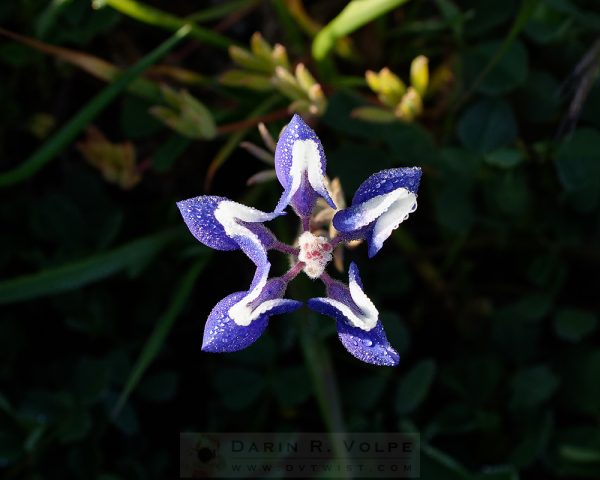 "Morning Star" [Lupine Wildflower At Highway 1 North Of San Simeon, California]