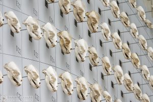 "Neatly Numbered" [Sea Lion Skulls at The California Academy of Sciences, San Francisco]
