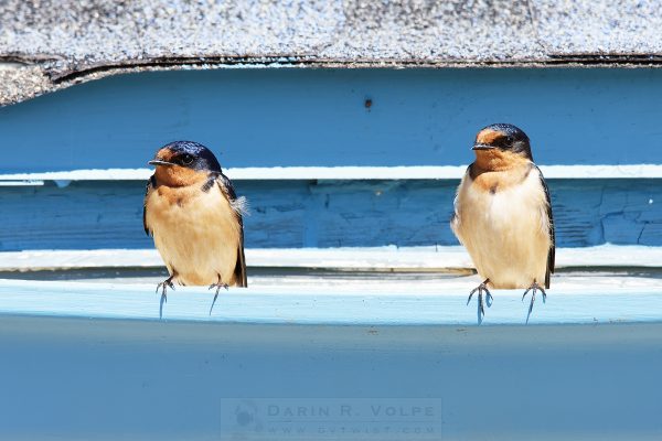 "Pair" [Barn Swallows At Piedras Blancas Motel, California]