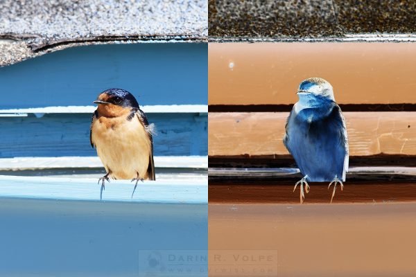 "Positive Polly And Negative Nellie" [Barn Swallows At Piedras Blancas Motel, California]