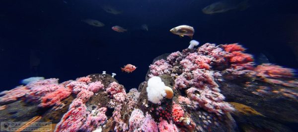 "Rock On" by Darin Volpe - Steinhart Aquarium At California Academy Of Sciences, San Francisco California