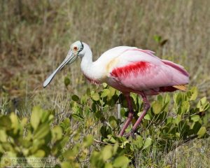 Roseate Spoonbill