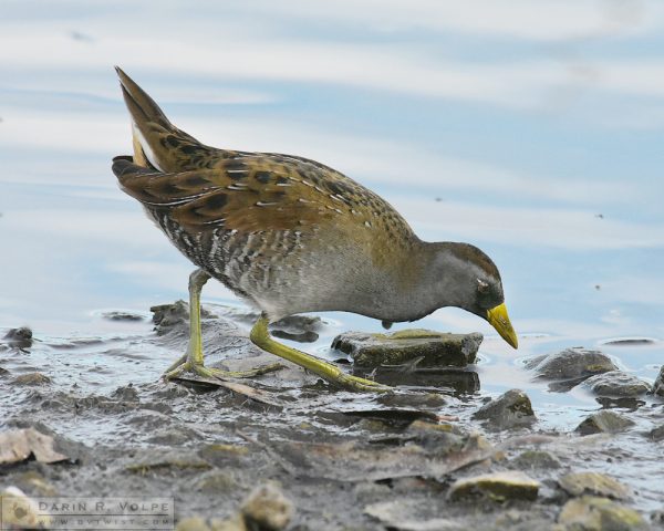 Sora at Atascdero Lake - Atascadero, California