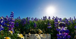 "Spring Morning" [Tidy-tips And Lupine Wildflowers Near San Simeon, California]