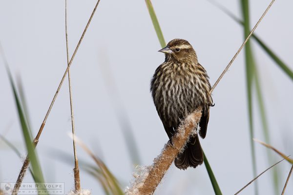 "Standing on the Cat's Tail" [Red-Winged Blackbird at Merced National Wildlife Refuge, California]