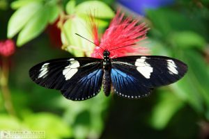 Technicolor [Key West Butterfly and Nature Conservatory, Florida]