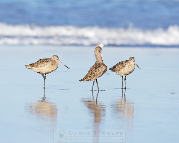 "Three Of A Kind" [Marbled Godwits In Morro Bay, California]