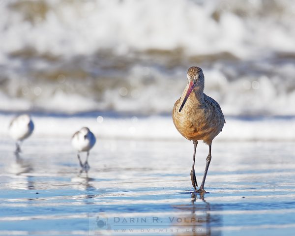 "Wait For Us!" [Marbled Godwit In Morro Bay, California]