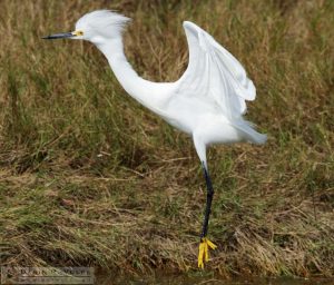 We Have Liftoff [Snowy Egret at Merritt Island National Wildlife Refuge, Florida]