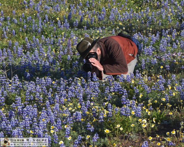 A photographer in a field of flowers near San Simeon, California