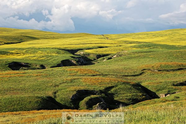 "Wildflowers And Crevasses" [San Luis Obispo County]