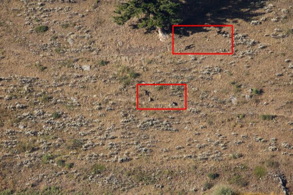 Wolves in Lamar Valley, Yellowstone National Park