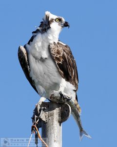 "A Fish in the Claw" [Osprey with Jacksmelt in Morro Bay, California]