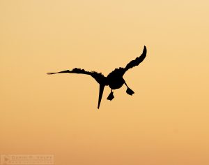 "Bad Feather Day" [Brown Pelican Silhouette in Morro Bay, California]