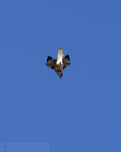 "Fastest Animal in the World" [Peregrine Falcon in Dive]