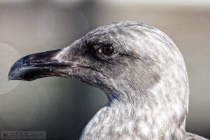 "First Winter" [Western Gull in Morro Bay, California]