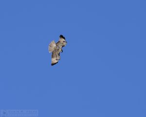 "High Above the Rock" [Peregrine Falcon over Morro Rock]