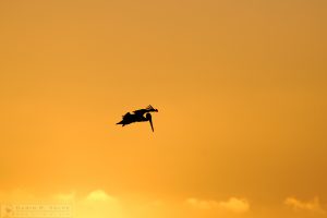 "Looking for Dinner" [Brown Pelican Silhouette in Morro Bay State Park, California]