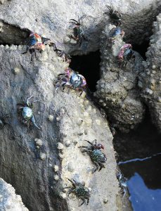 Crabs in Morro Bay