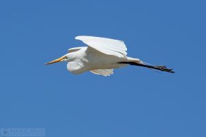 "Out Of The Blue" [Great Egret In Morro Bay, California]