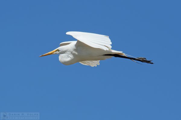 "Out of the Blue" [Great Egret in Morro Bay, California]