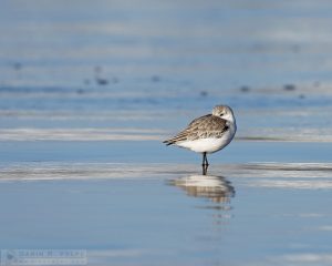 "Taking a Break" [Sanderling in Morro Bay, California]