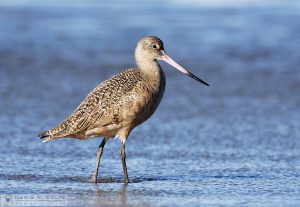 "Winter Guest" [Marbled Godwit in Morro Bay, California]